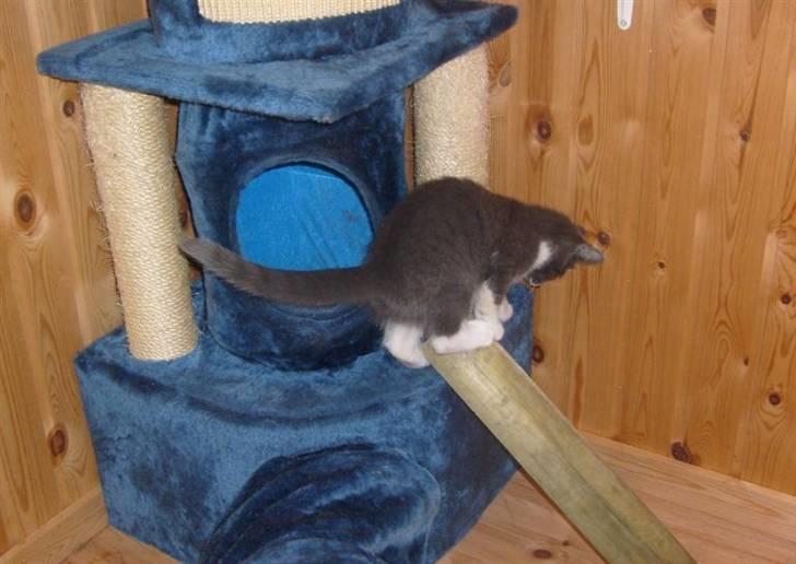 Huskat Fie - Alt skal undersøges billede 14