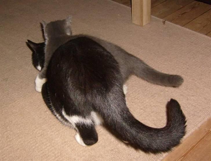 Huskat Loui - Nu får du nogle klø billede 8