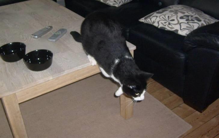 Huskat Loui - Hov, så mor jeg var på bordet? Jeg må hellere komme ned i en fart! billede 9
