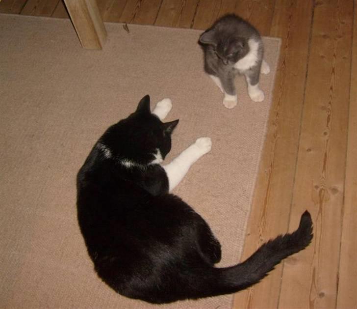 Huskat Loui - Årh nej.. Jeg ligger lige og sover billede 10