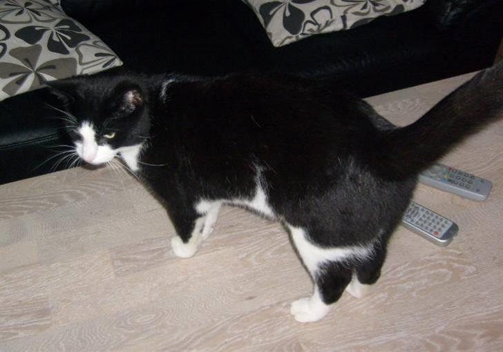 Huskat Loui - Hihi. Jeg må gå på bordene billede 11