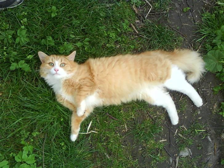 Maine Coon simba billede 6