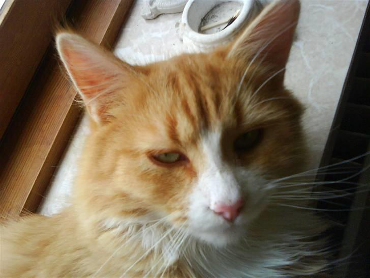 Maine Coon simba billede 7