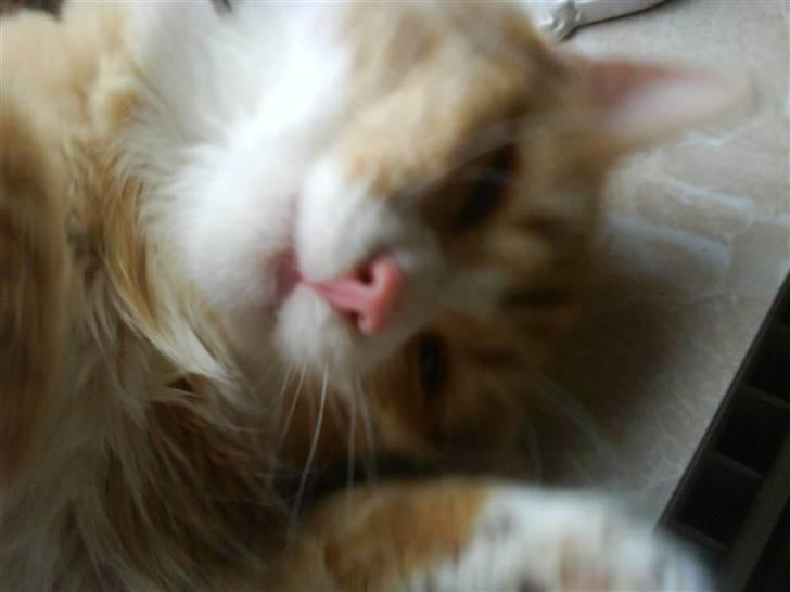 Maine Coon simba billede 8