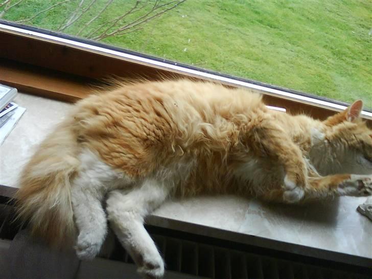 Maine Coon simba billede 9