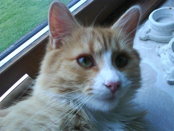 Maine Coon simba billede 10