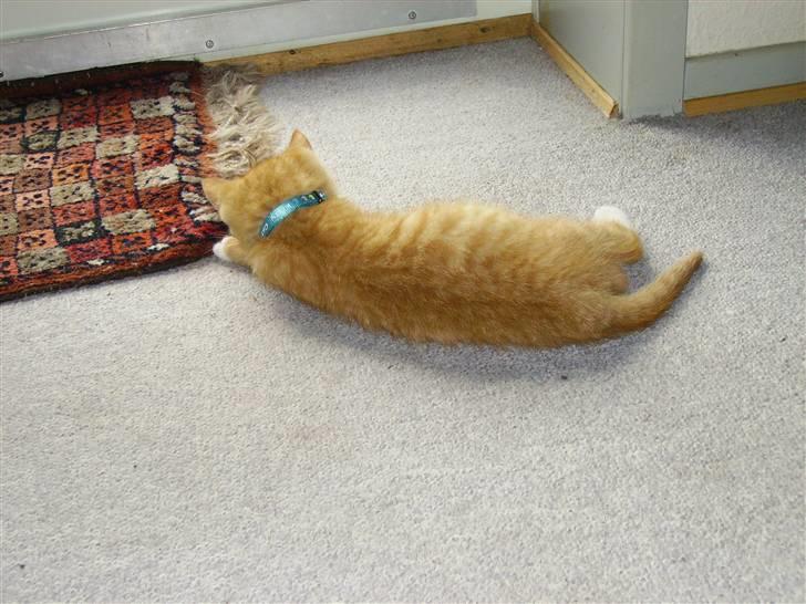 Huskat Orla Frøsnapper - Frø ligger ved vinduet (; billede 1