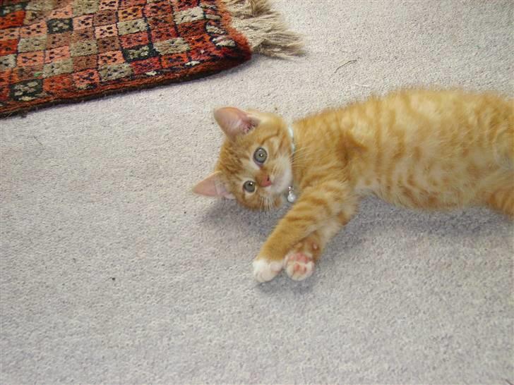 Huskat Orla Frøsnapper - jeg er bare kær :D billede 2