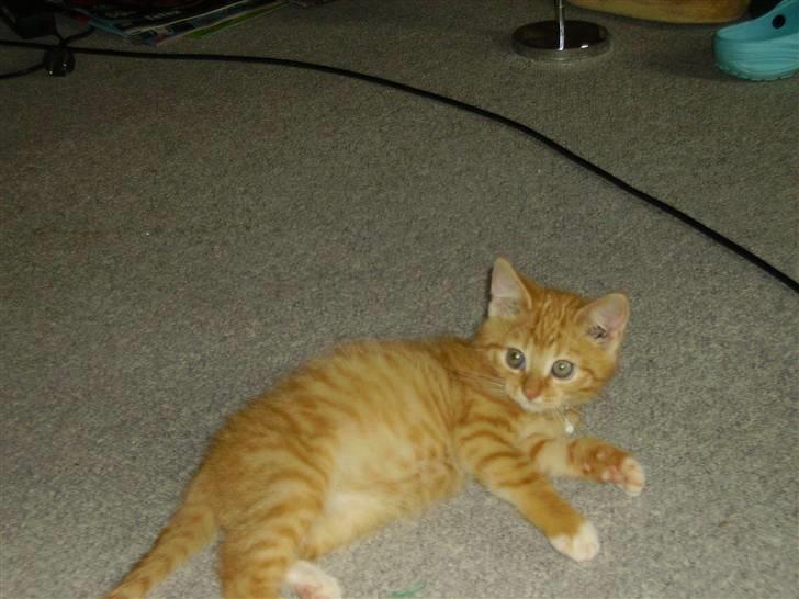 Huskat Orla Frøsnapper - er det mig er´ller er du bare Grim xp billede 3