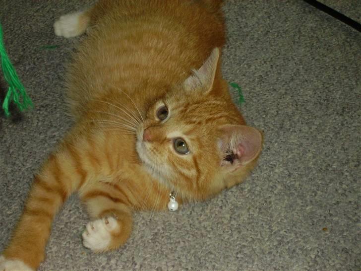 Huskat Orla Frøsnapper - jeg er bare Lækker!<3 billede 4