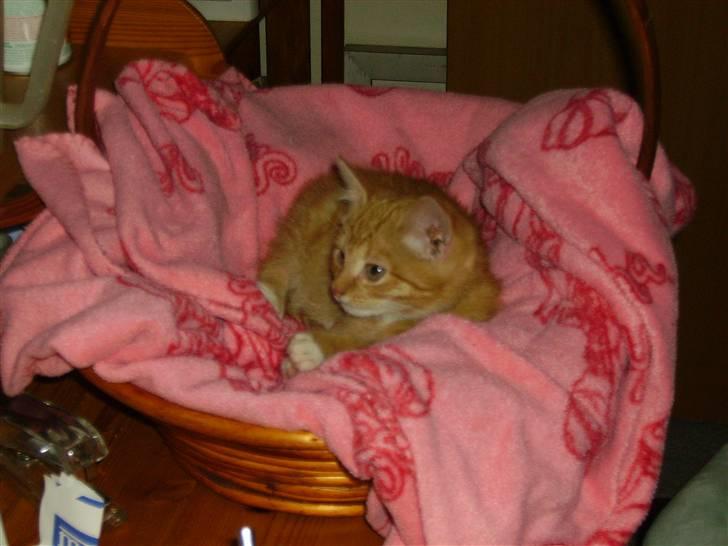 Huskat Orla Frøsnapper - man skal vel os have tid til at tage sig en lur :o) billede 5