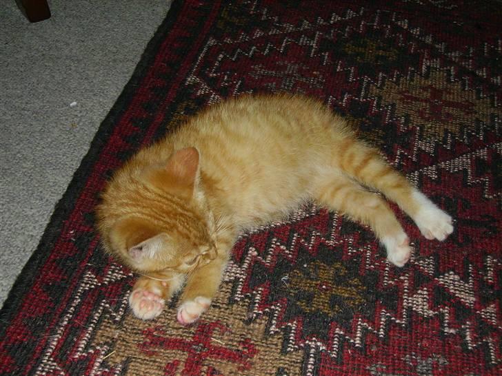 Huskat Orla Frøsnapper - Søde mig!<3 billede 6