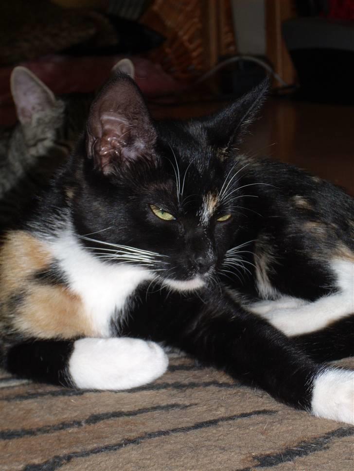 Blanding af racer Nille billede 13