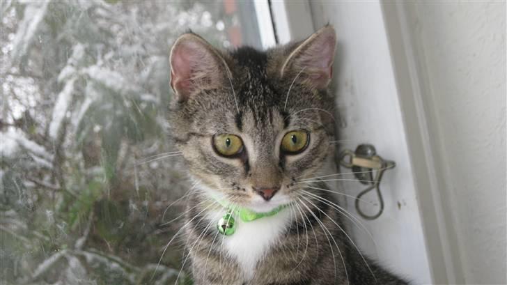 Huskat Brune  - 1- Brune Verdens Sejeste Killing :)<3 billede 1