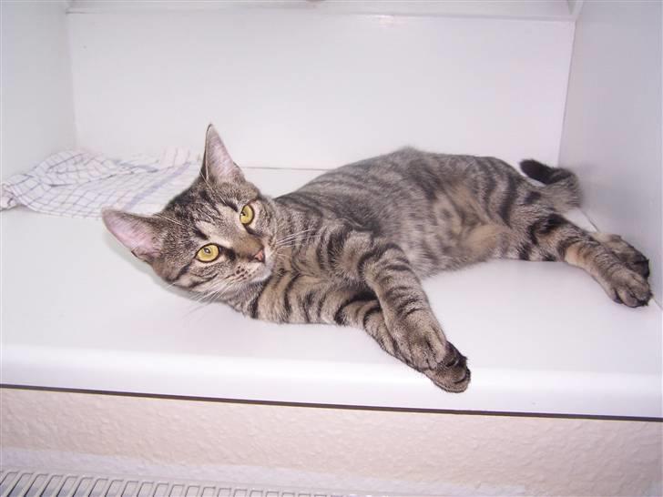 Huskat Musse billede 1