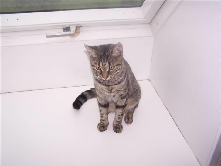 Huskat Musse billede 2