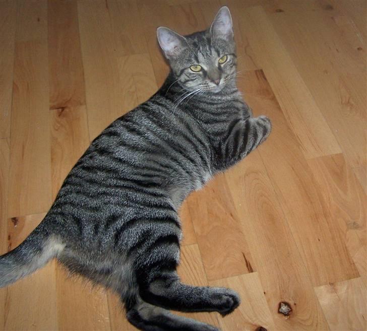 Huskat Musse billede 3