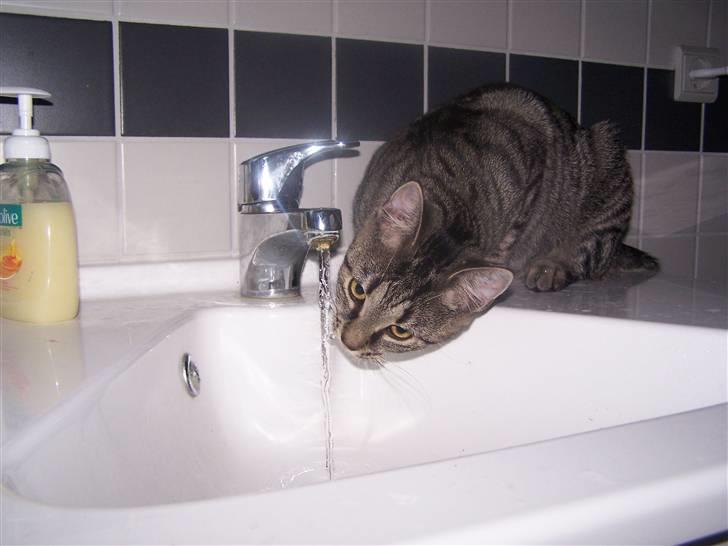 Huskat Musse billede 4