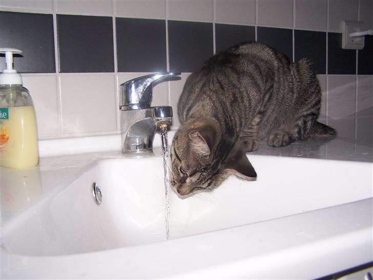 Huskat Musse billede 5