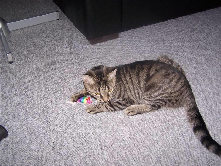 Huskat Musse billede 6