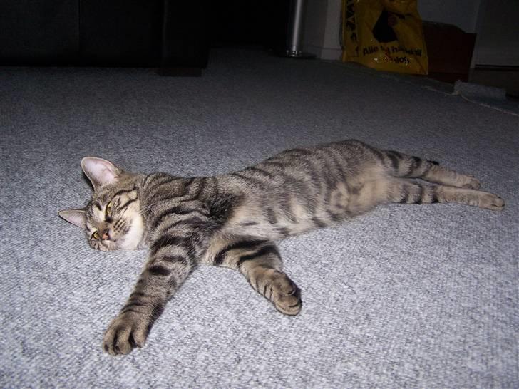 Huskat Musse billede 7