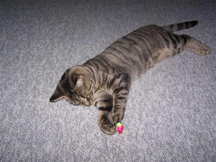 Huskat Musse billede 8