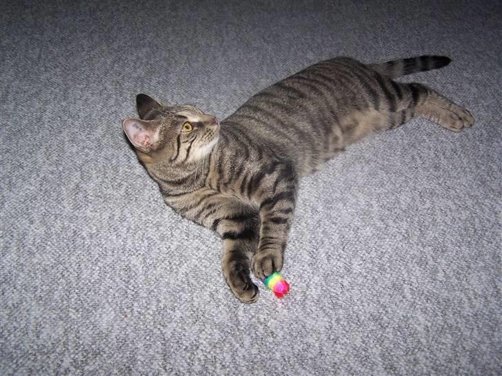 Huskat Musse billede 9