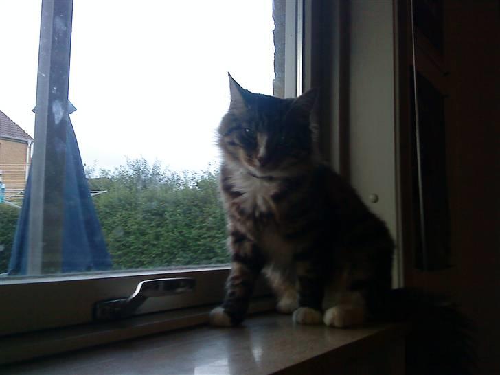 Blanding af racer buster - buster der slapper af  billede 1