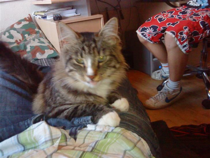 Blanding af racer buster - buster der ligger ned  billede 3