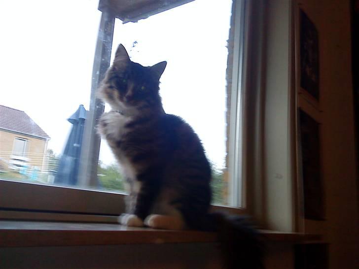 Blanding af racer buster - buster der sidder i vinduet  billede 5