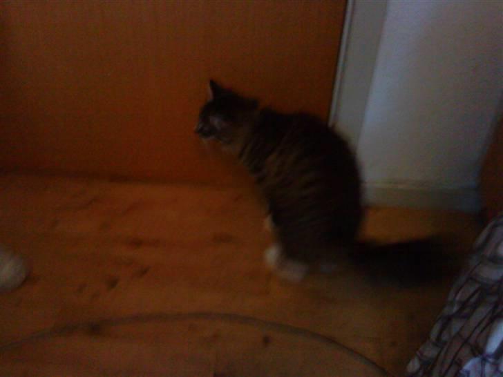 Blanding af racer buster - buster der vil ud  billede 6