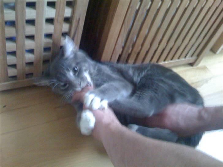 Maine Coon Alfred billede 7