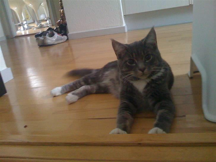 Maine Coon Alfred billede 8