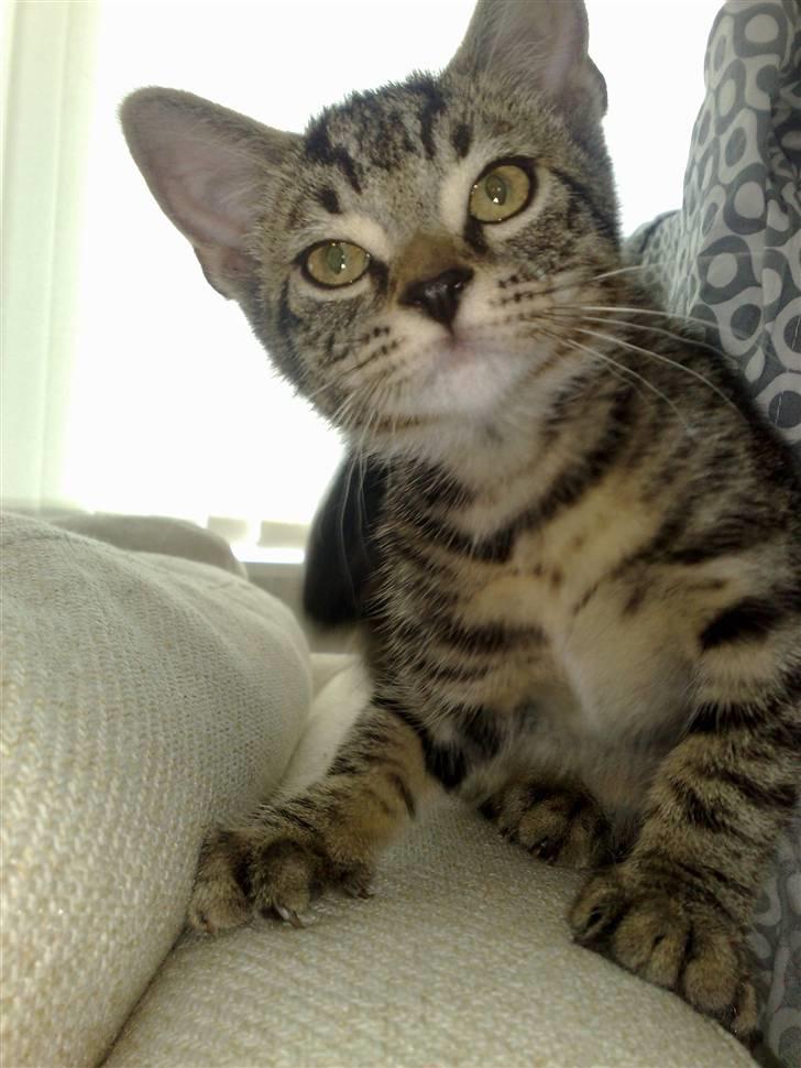 Huskat Tiger billede 1