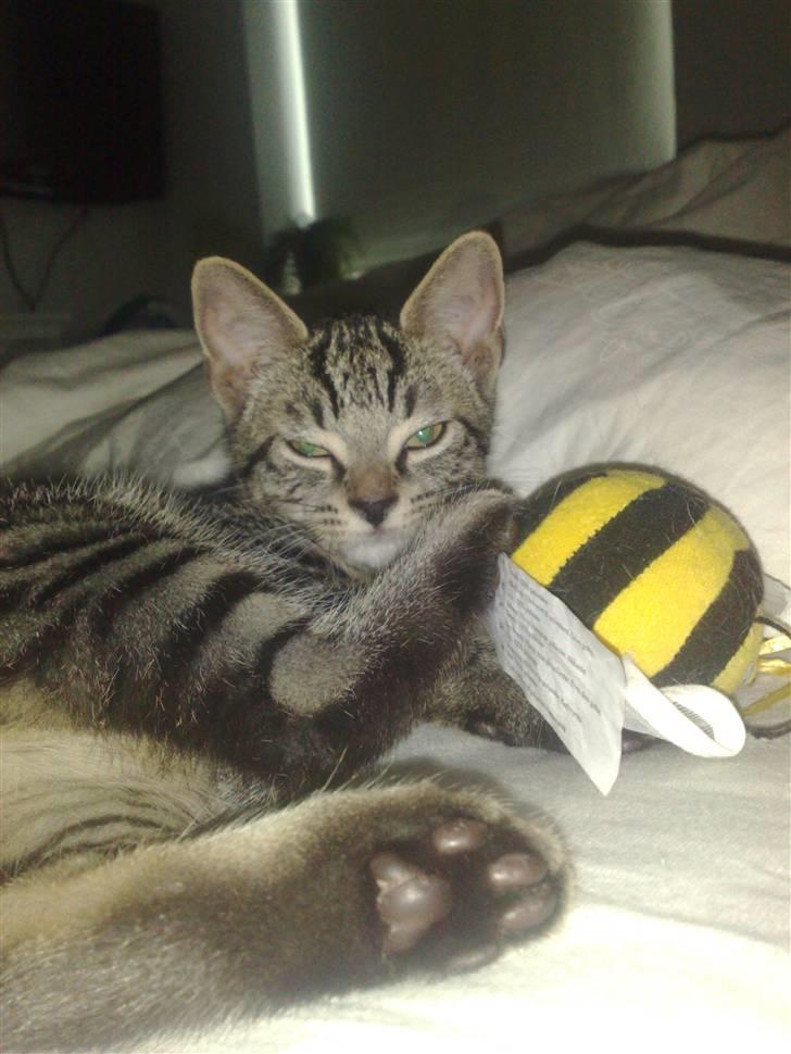 Huskat Tiger billede 2