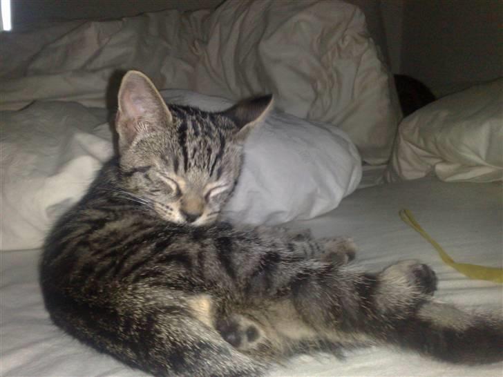 Huskat Tiger billede 3