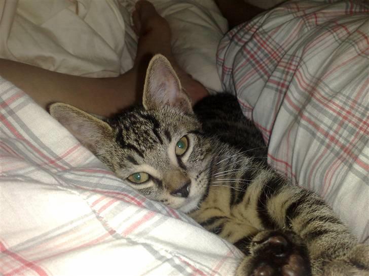 Huskat Tiger billede 4