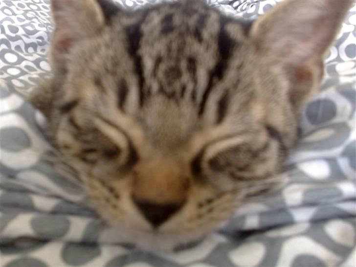 Huskat Tiger billede 5