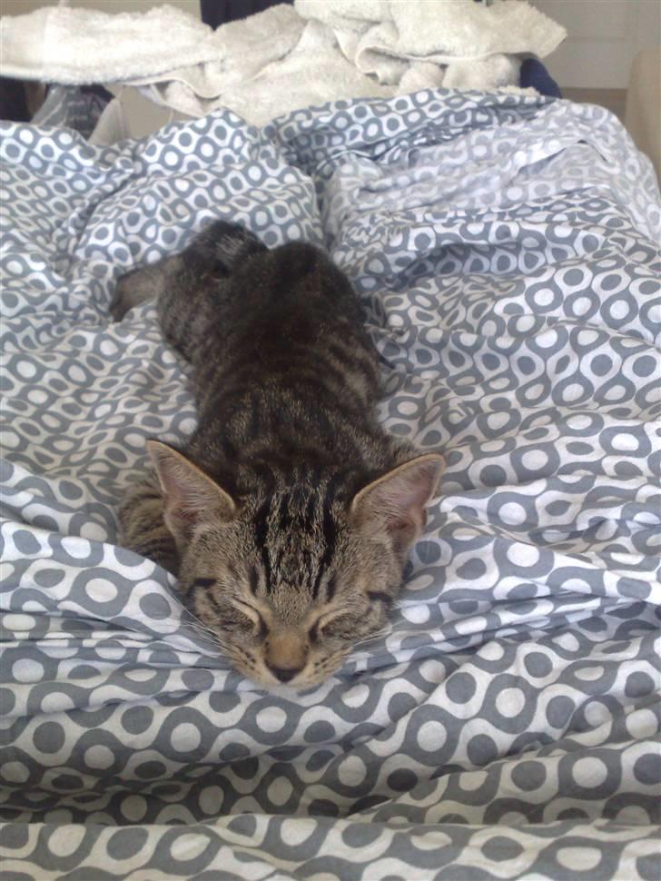 Huskat Tiger billede 6