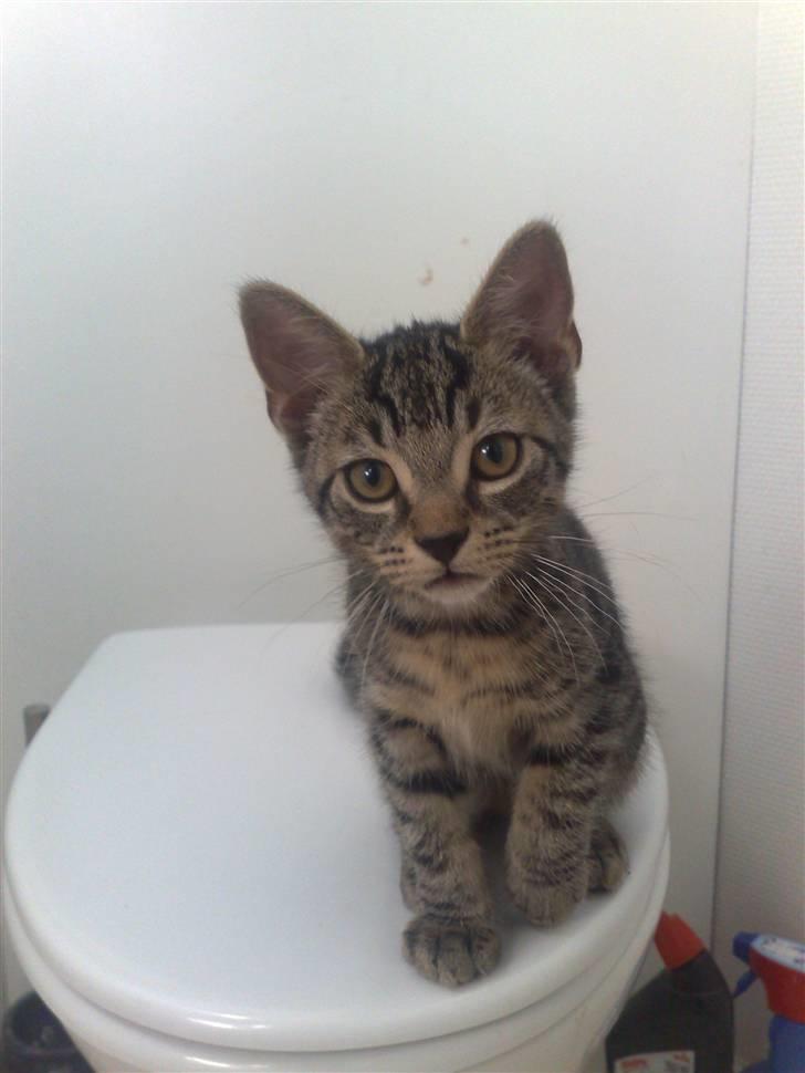 Huskat Tiger billede 7