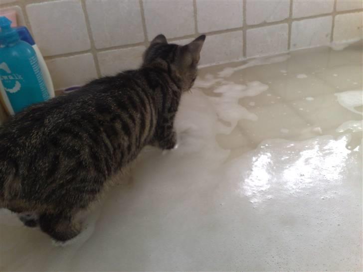 Huskat Tiger billede 8