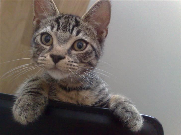 Huskat Tiger billede 9