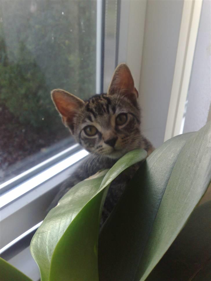 Huskat Tiger billede 10