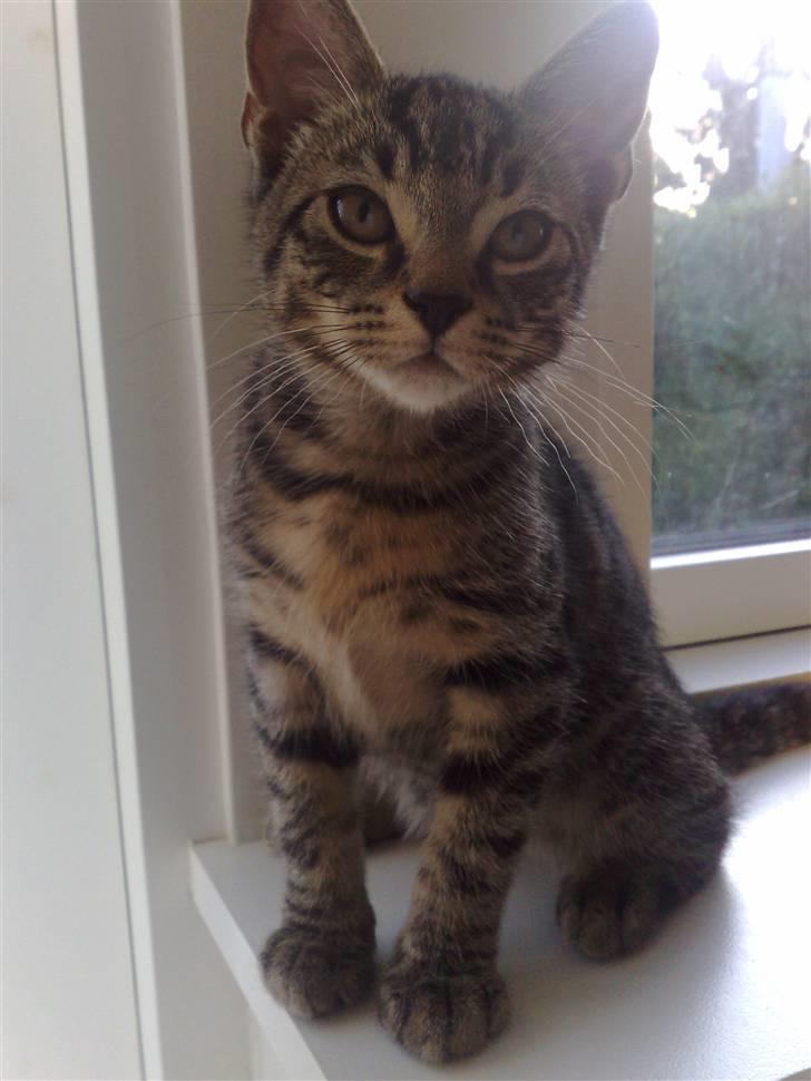 Huskat Tiger billede 11