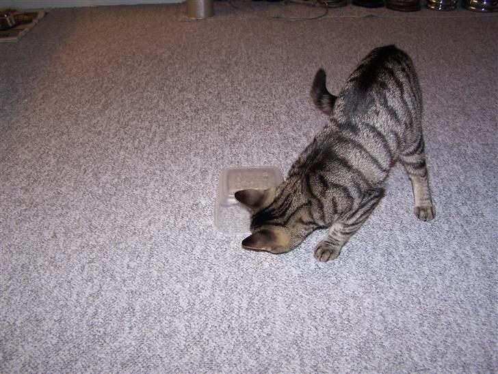 Huskat Musse billede 10