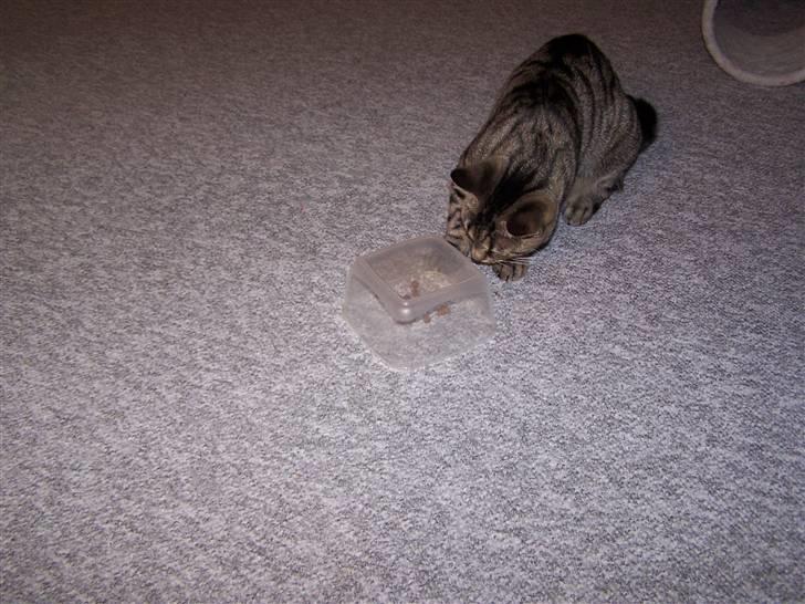 Huskat Musse billede 11