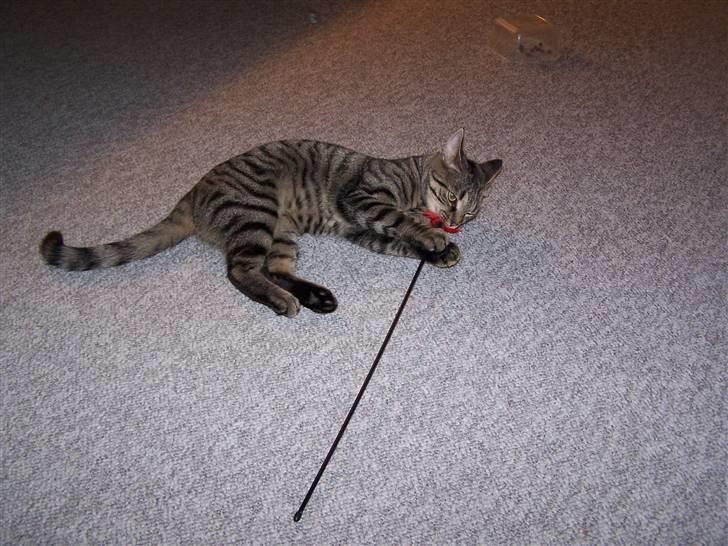 Huskat Musse billede 12