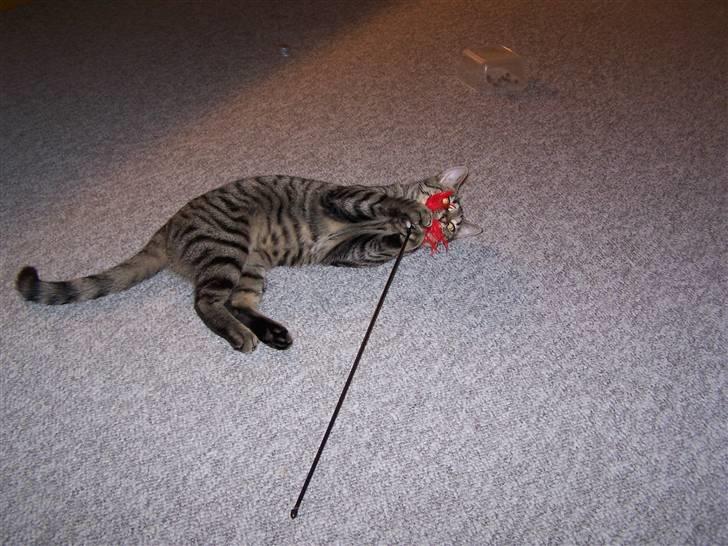 Huskat Musse billede 13