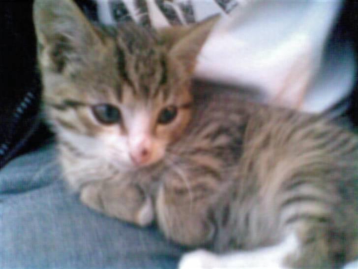 Huskat Hercules billede 1