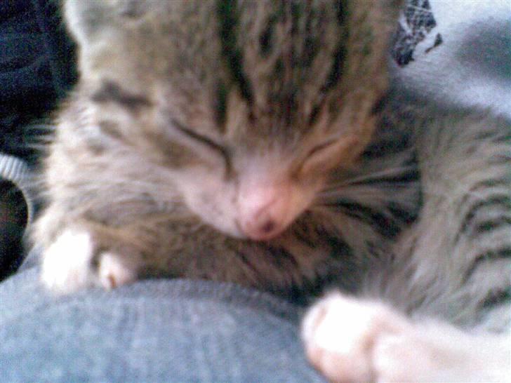 Huskat Hercules billede 2